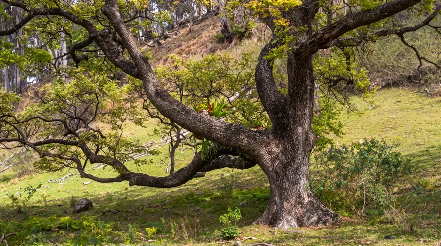 An established tree spreading across the paddock