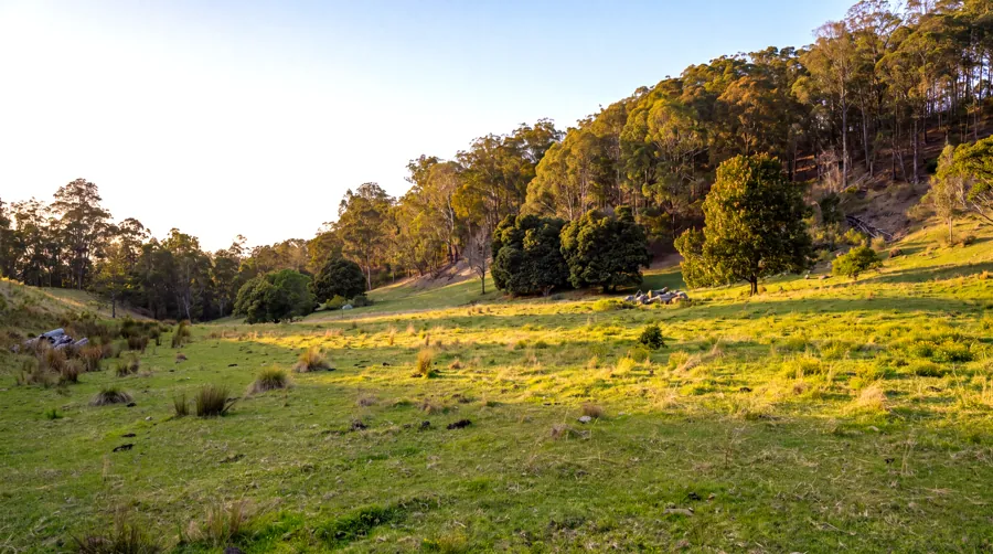 Sunlit pasture and a wooded hillside