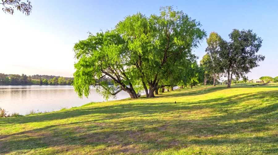 Trees along the river beside the property